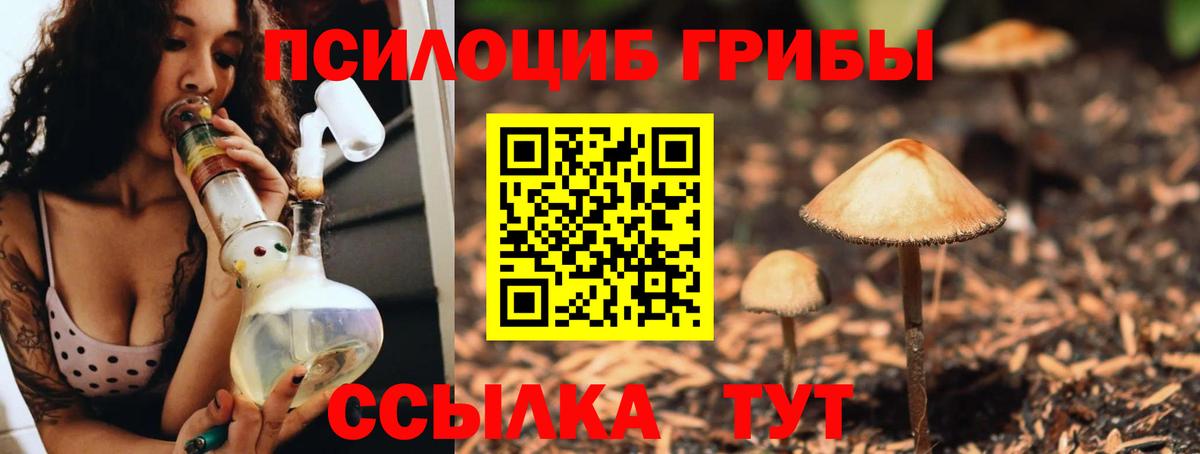 Галлюциногенные грибы мицелий  где купить наркоту  Большой Камень  Вход с VPN  Псилоцибиновые грибы мицелий 